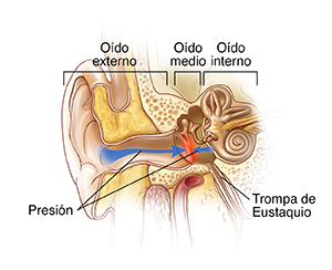 Vista frontal de un corte transversal del oído externo, medio e interno que ilustra la presión que se ejerce sobre ambos lados del tímpano.