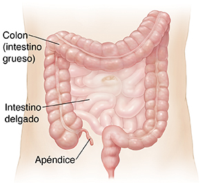 Contorno del abdomen donde se observa el intestino delgado y el colon.