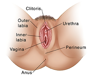 Vulvectomy is surgery to remove some or all of your outer genitals. 