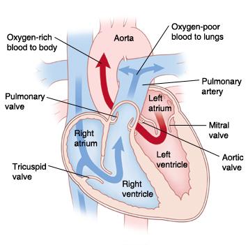 Какая кровь в предсердии. Left Atrium right Atrium left ventricle. Сердце на Оксиген. Double Inlet left ventricle.