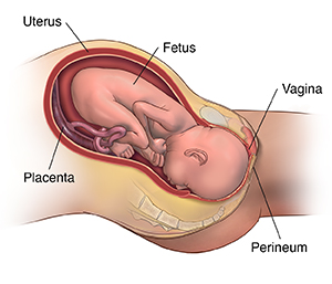 Side view cross section of woman's pelvic area showing baby being delivered vaginally.