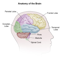 Anaotmy of the Brain