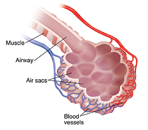 Bronchiole and alveolar sac with blood supply.