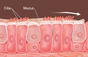 Cells with cilia and mucus on top. Arrows show mucus being swept along.