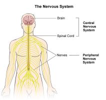 Illustration of the nervous system