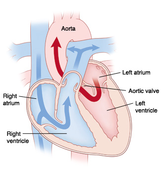 Front four-chamber cross section of the heart showing normal blood flow.