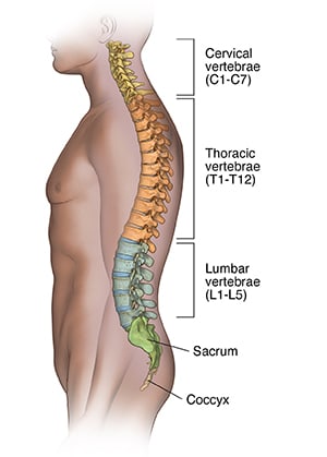 Side view of person outline showing spine.