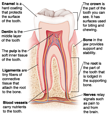 Cross section of tooth in bone. Enamel is hard coating that protects surface of tooth. Dentin is middle layer. Pulp is soft inner tissue. Ligaments are tiny fibers of connective tissue that attach root to bone. Blood vessels carry nutrients to tooth. Crown is visible part of tooth with surfaces for biting and chewing. Bone in jaw provides support and stability. Root is part of tooth lodged in bone. Nerves relay signals such as pain to and from brain.