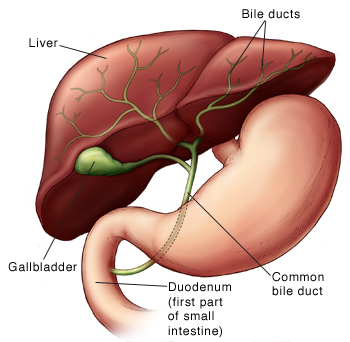 Front view of the liver, bile ducts, common bile duct, duodenum, and gallbladder.