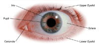 Anatomy of the eye, external