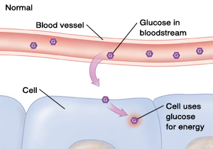 Cross section of blood vessel and cells showing normal glucose level.