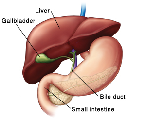 Front view of liver showing gallbladder and bile duct.