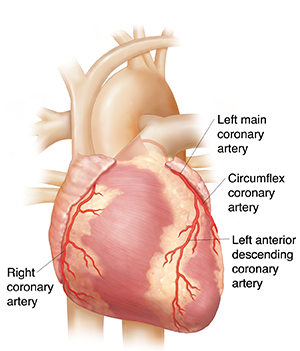 Front view of heart showing coronary arteries.