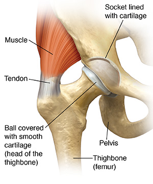 Front view of hip joint.