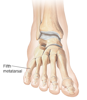 Front view of foot and ankle bones.