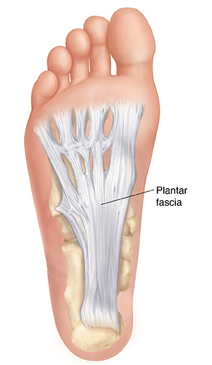 Sole of foot showing plantar fascia.