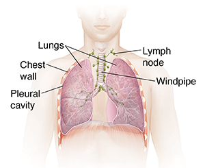Front view of male chest showing trachea and lungs.
