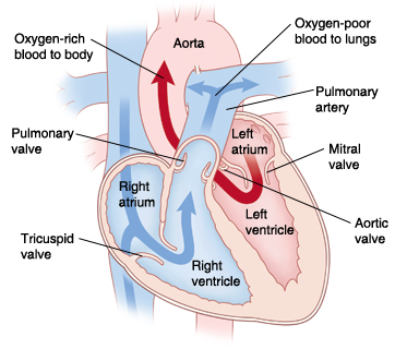 Front view cross section of heart showing atria on top and ventricles on bottom showing aorta, pulmonary artery, mitral valve, aortic valve, left atrium, left ventricle, right atrium, right ventricle, tricuspid valve, pulmonary valve, superior vena cava, and inferior vena cava. Arrows on right side of heart show oxygen-poor blood pumping to lungs. Arrows on left side of heart show oxygen-rich blood pumped to body.