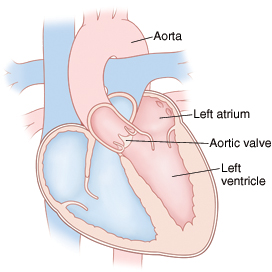 Front view cross section of heart showing atria on top and ventricles on bottom. Aortic valve is between left ventricle and aorta.