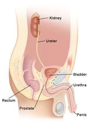 Side view cross section of male pelvis showing penis, testicle, urethra going through penis from bladder, rectum behind bladder, and kidney attached to bladder by ureter.