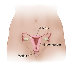 Front view cross section of uterus and vagina showing endometrium lining inside of uterus.