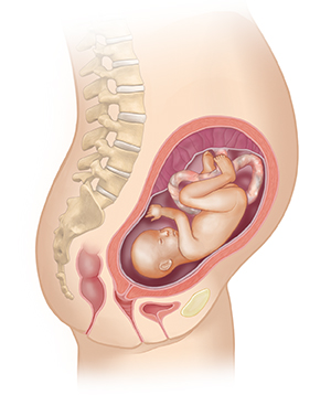 Side view of female body showing reproductive system and 5 month fetus.