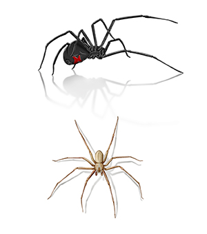 Black widow spider and brown recluse spider.
