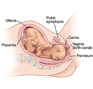 Side view cross section of woman's pelvis during childbirth showing baby almost through birth canal.