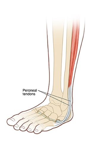 Side view of bones of lower leg and foot showing peroneal tendons.