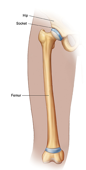 Front view of thigh showing femur.