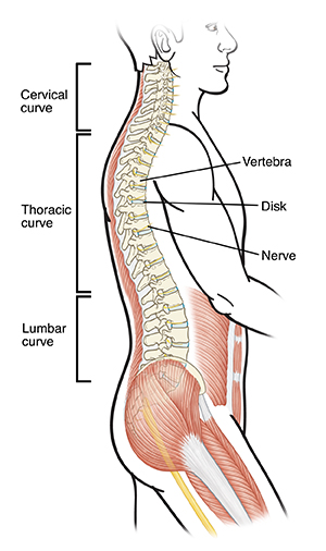 Side view outline of man showing spine, back muscles, and abdominal muscles.