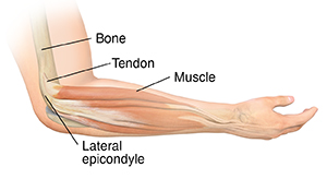 Side view of forearm with hand palm-side up, showing muscles and bones.