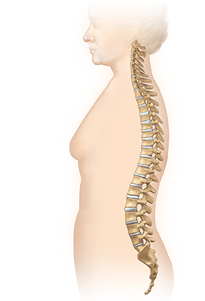 Side view of female body showing normal spine.
