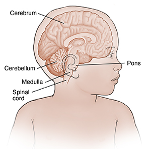 Front view of child with head turned showing cross section of brain.