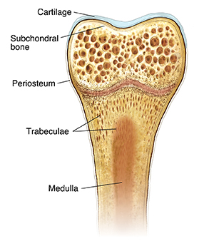 Cross section of bone showing anatomy.