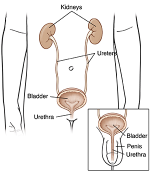 Outline of girl's lower body showing kidneys, ureters, bladder, and urethra. Closeup of outline of boy's lower body showing bladder, urethra, and penis.