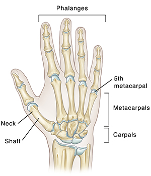 Back view of the bones of the right hand.