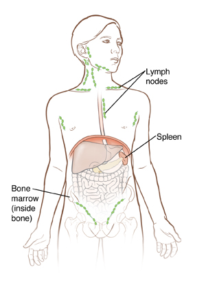 Outline of boy showing organs inside abdomen and outline of hip bone.
