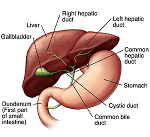 Front view of liver, gallbladder, and stomach.