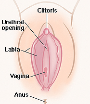 Outside view of female genitals.