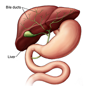 Front view of liver showing bile system.