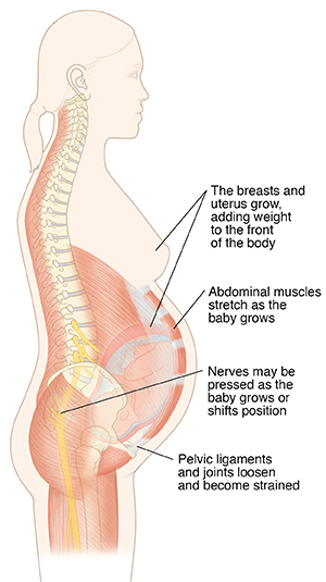 Side view of pregnant woman showing spine, spinal nerves, and muscles.