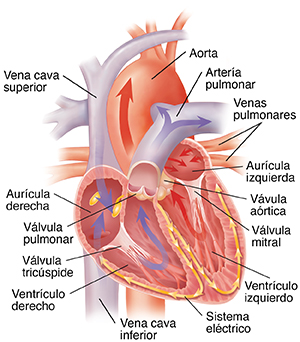 Corte transversal del corazón donde se muestran las cámaras y válvulas, el sistema eléctrico y los principales vasos sanguíneos.