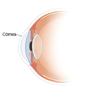 Corte transversal de un ojo en donde se ven la córnea, la pupila, el iris y el cristalino.