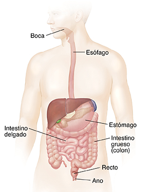 Contorno de un hombre en el que puede verse el sistema gastrointestinal. 