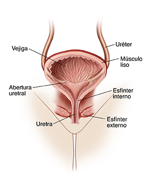Vista frontal de corte transversal del sistema urinario femenino que muestra la vejiga, la uretra, los uréteres y los músculos del esfínter.