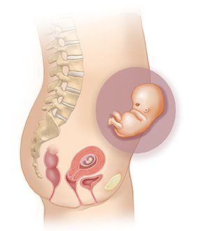 Vista lateral del cuerpo de una mujer donde se muestra el aparato reproductor. En el recuadro se muestra un embrión de 2 meses.