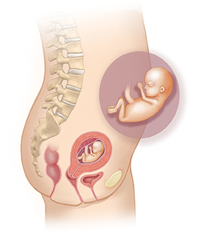 Vista lateral del cuerpo de una mujer donde se muestra el aparato reproductor. En el recuadro se muestra un embrión de 3 meses.