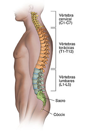 Vista lateral del contorno de un hombre donde puede verse la columna vertebral.