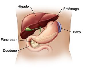 Vista frontal de un torso donde se observan el hígado, la vesícula biliar, el estómago y el páncreas.